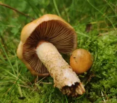 girdled webcap thumbnail 2
