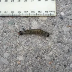Greater Oak Dagger thumbnail 2