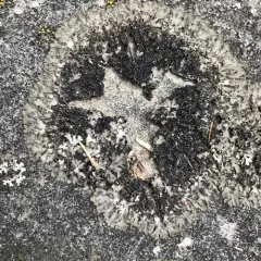 Hairy Shadow Lichen thumbnail 3