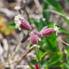 Creeping Catchfly thumbnail 1