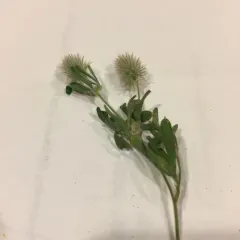 rabbitfoot clover thumbnail 3