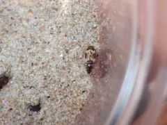 Tetragonoderus fasciatus thumbnail 2