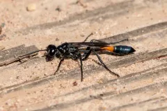 Ammophila evansi thumbnail 4