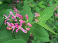 Tatarian honeysuckle thumbnail 1
