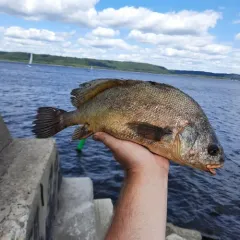 Freshwater Drum thumbnail 4