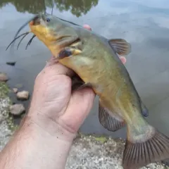 Black Bullhead thumbnail 4