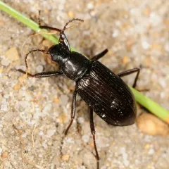 Xylopinus aenescens thumbnail 4