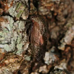 Ophiderma pubescens thumbnail 2