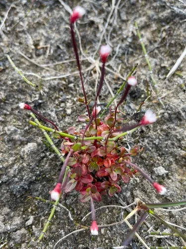 arctic willowherb
