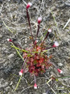 arctic willowherb thumbnail 1