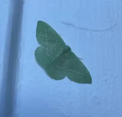 Single-lined Emerald thumbnail 3