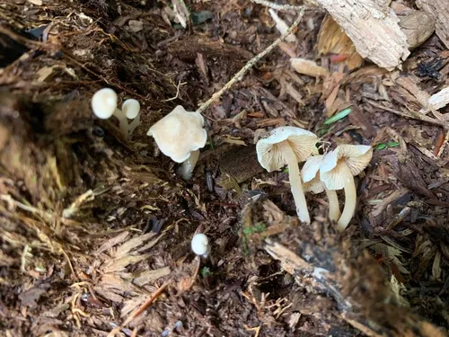 Callistosporium pseudofelleum