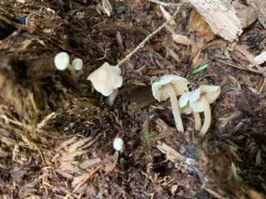 Callistosporium pseudofelleum thumbnail 1
