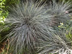 Blue Fescue thumbnail 4