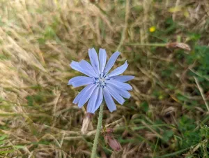 chicory thumbnail 1