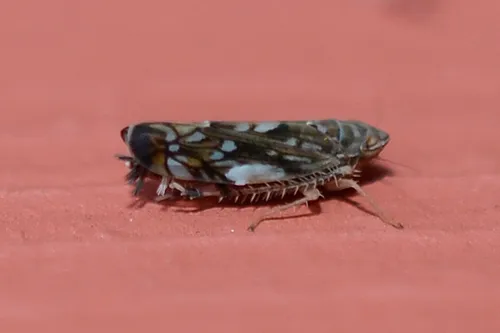 Scaphoideus cyprius