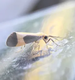 Pictured Lichen Moth thumbnail 4