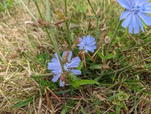 chicory