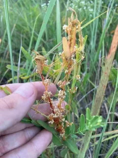 Five Angled Dodder thumbnail 4