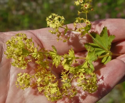 Crisp Lady's-mantle