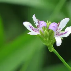 American water-willow thumbnail 2