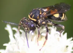 Simple Longhorn-Cuckoo thumbnail 1