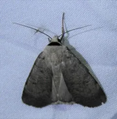 Forbes' Dart thumbnail 3