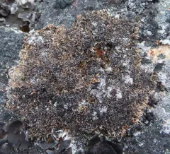 Fragile Coral Lichen thumbnail 2