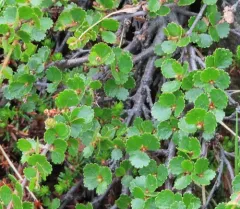Dwarf Birch thumbnail 2