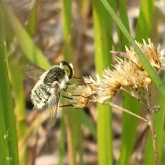 Neorhynchocephalus sackenii thumbnail 3
