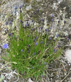 Giesecke's harebell thumbnail 3
