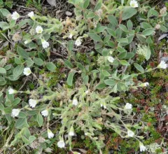 Alpine Mouse-ear thumbnail 4