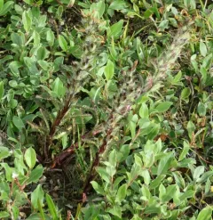 Hairy Lousewort thumbnail 4