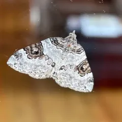 George's Carpet Moth thumbnail 3