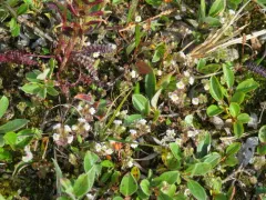 Upland Eyebright thumbnail 2