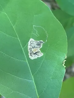 Ectoedemia nyssaefoliella thumbnail 2