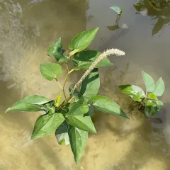 lizard's tail thumbnail 3