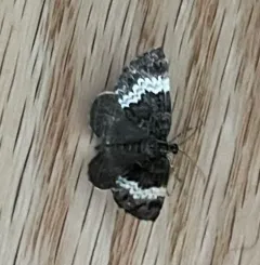 White-banded Carpet Moth thumbnail 2