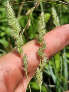 Green Muhly thumbnail 4