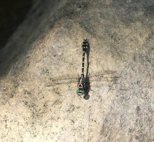 Zebra Clubtail