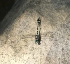 Zebra Clubtail thumbnail 1