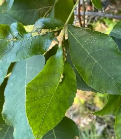 Hickory Aggregate Gall Midge thumbnail 3