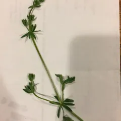Hedge Bedstraw thumbnail 3