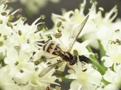 Entomophthora syrphi thumbnail 2