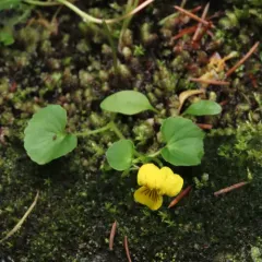 Twoflower Violet thumbnail 3