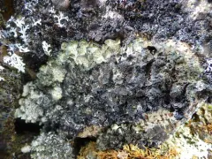 Scholander's Rag Lichen thumbnail 3