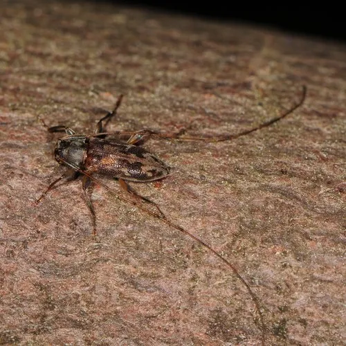 Lepturges angulatus