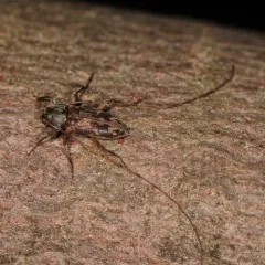 Lepturges angulatus thumbnail 1