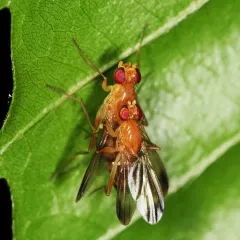 Clusia lateralis thumbnail 3
