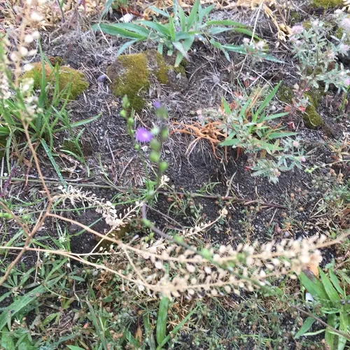 Canada toadflax